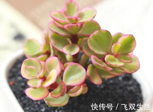 10款多肉盆栽，不必养成老桩，小小巧巧照样美丽