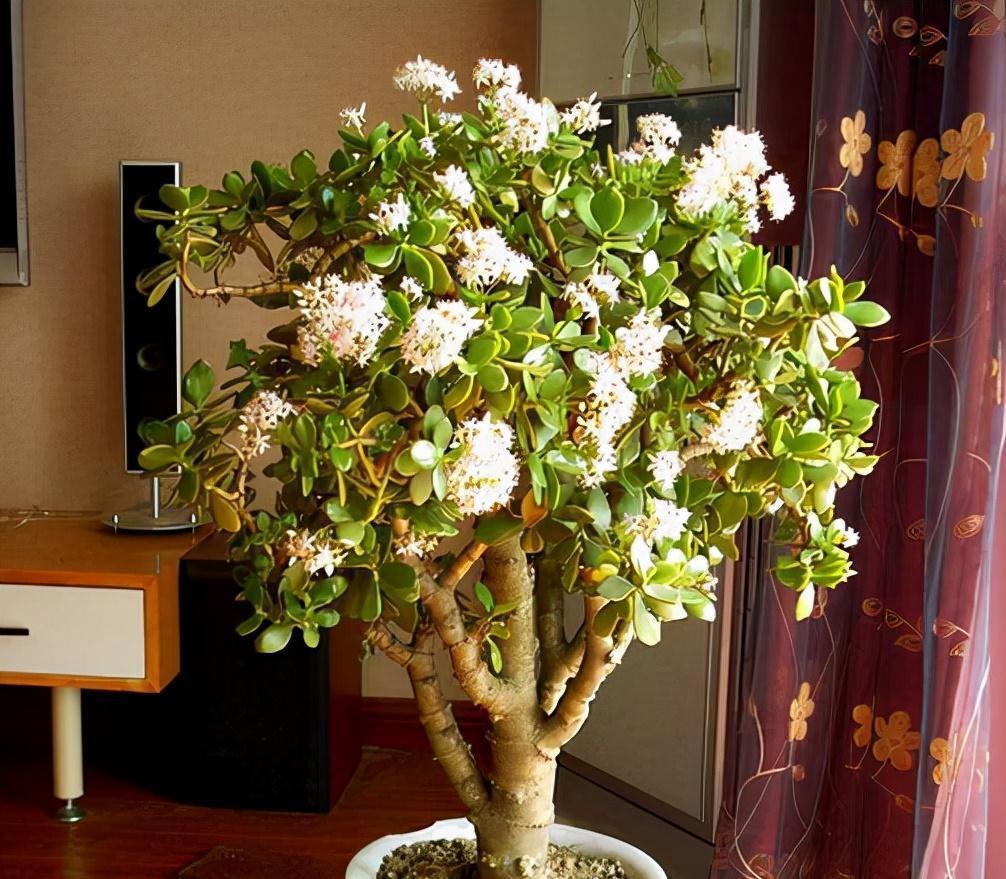 长寿花|天气冷,六种花要干养,少水多晒才健壮,养成老桩更旺家