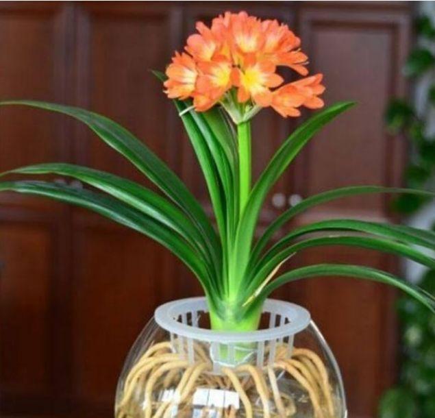 养花就养个花期长的,养在家里繁花似锦,清新脱俗,懒人最爱