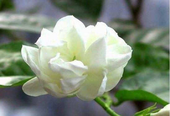 4款花超好养,一年三季开花,对待新手超友好,美极了