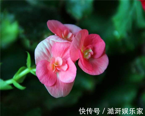 四季海棠不好养教你3个养护小妙招,花开爆盆满屋香