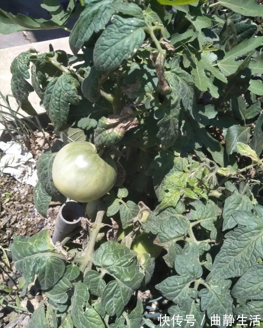 等我老了以后，找个小院陪你养花种菜！