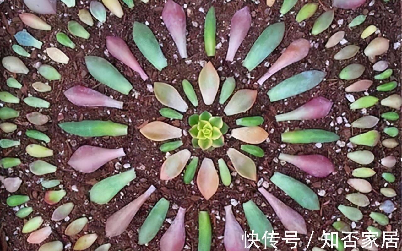 成就感|叶插就是对多肉的一种升级,6个品种叶插爱多头,满满都是成就感