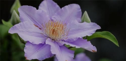 太漂亮|3种花太漂亮了,四季都开花,漂亮又芳香,可阳台盆栽,很受欢迎