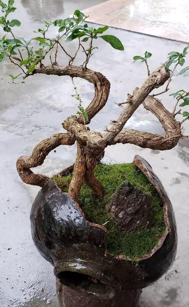 为省钱,用这几种“废品”养花,结果花友跟风效仿,意外啊