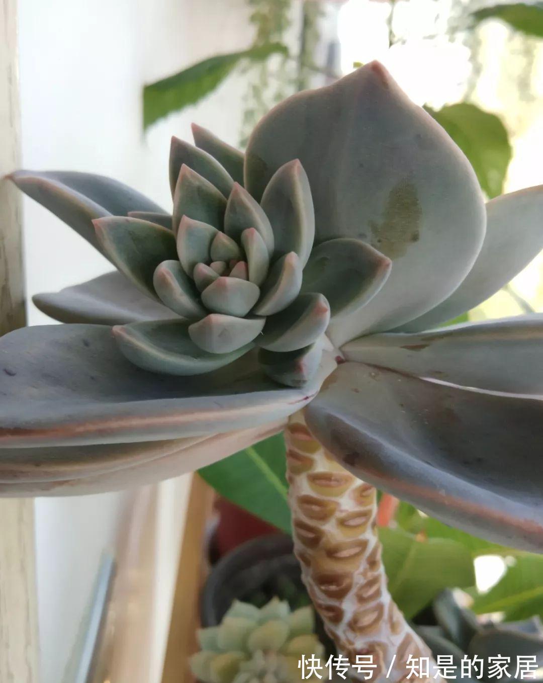 多肉|给花赶紧摘叶子，掐光后别浇水，立马又冒10个芽