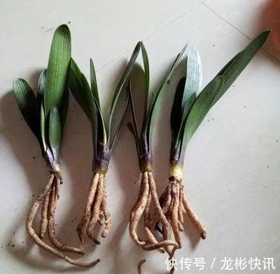 4个养“君子兰”的小口诀，叶子厚又亮、满盆大白根，轻松养好！