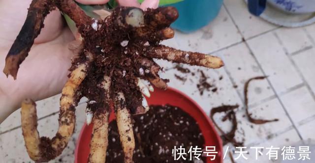 根系|君子兰出现烂根,不要太着急,3种情况分别处理,根系重新长出来