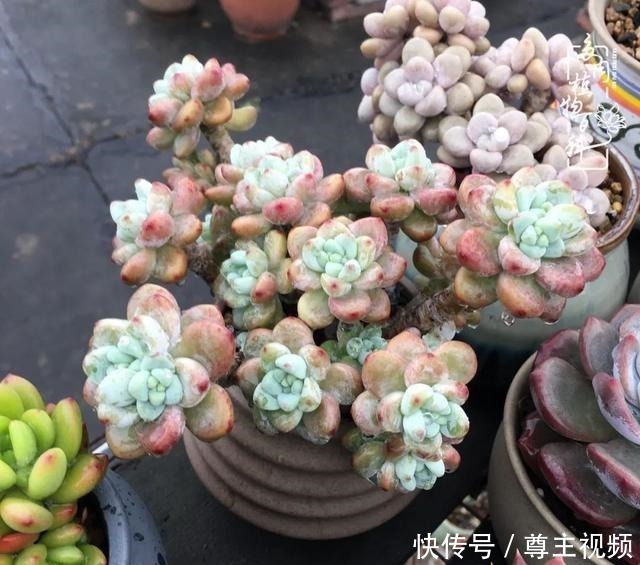 百科|养多肉三年多,初见惊鸿!累并快乐着!养多肉三年多,初见惊鸿!累并快乐着!