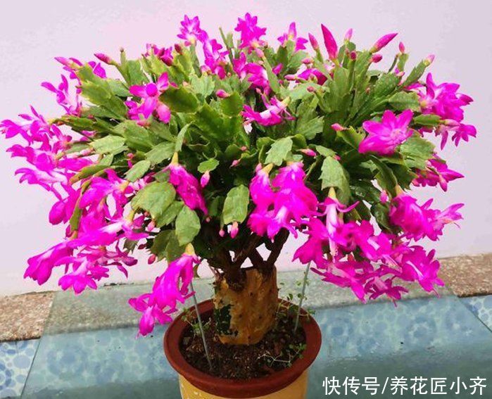 见光|秋后嫁接的蟹爪兰，现在做“三步”就能开爆盆，而且能持续开花