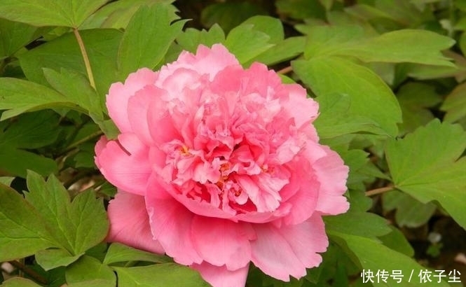 生肖豬 4月19日會有貴人來圓你年心愿 財氣大紅大紫 中國熱點