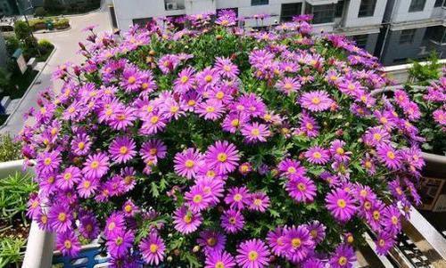 矮牵牛|6种“开花机器”,皮实好养价格便宜,盆盆能开100朵,值得拥有