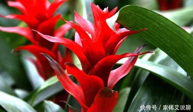 虎刺梅|看一眼就想买回家的花, 好看又好养, 看看它们都是谁!