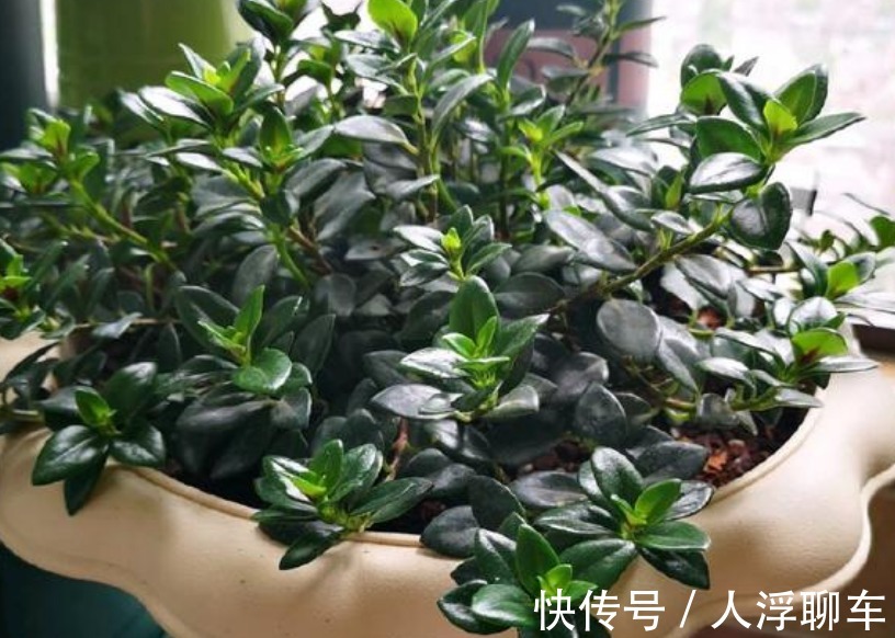观赏性|新型室内盆栽植物,比绿萝还好养,花叶俱美,三季开花,值得拥有