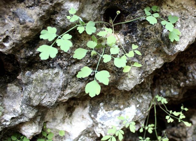 在湿润的岩石上,看到1种“石苇”,请珍惜,并不是野草,珍贵!