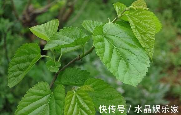 风热感冒|桑叶泡水喝的7大功效,教你4种搭配方式,一周身体变超棒!