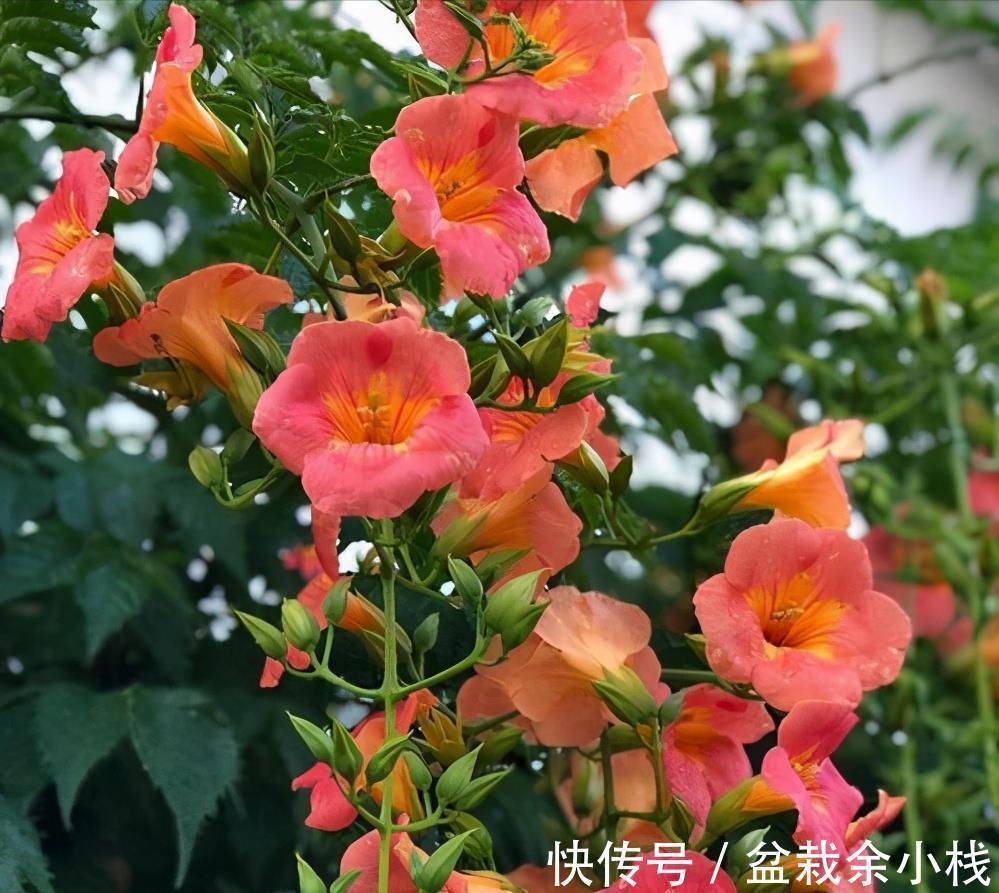 9种漂亮花,热不死晒不怕,开花大半年,没有病虫害,38度成花海