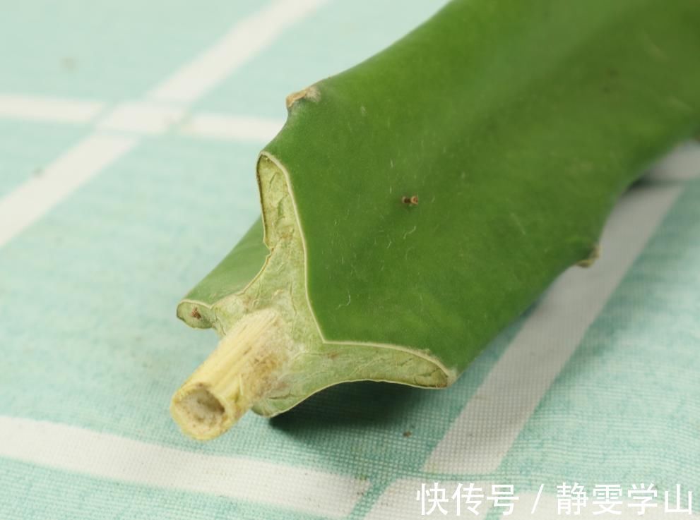 叶子|养护蟹爪兰,要注意8个要点,才能开出仙气飘飘花