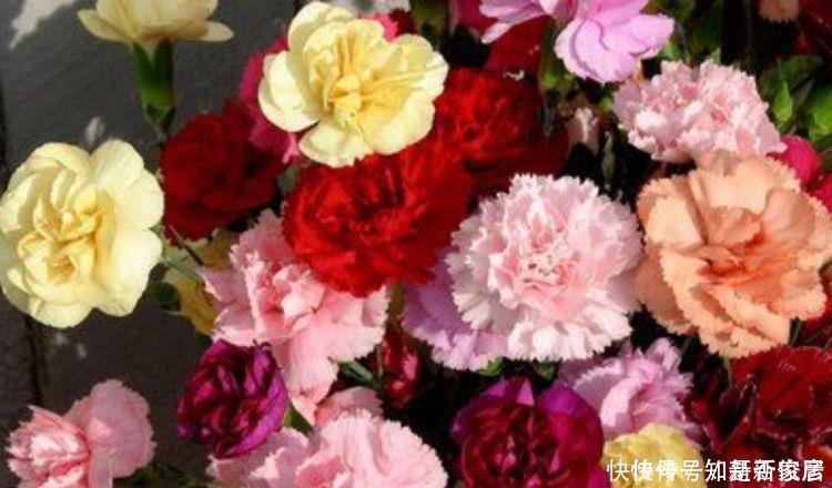 3种花开花量特别大,开完剪、剪完开,一开就是几百朵