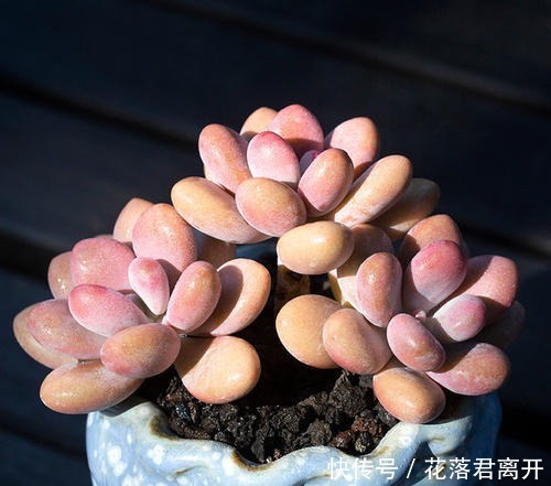 养棵多肉美滋滋,谁知是家中潜藏的毒虫,不知道吃大亏!