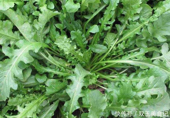 荠菜|农村常见的一种野菜,营养价值极高,和鸡蛋是绝配!