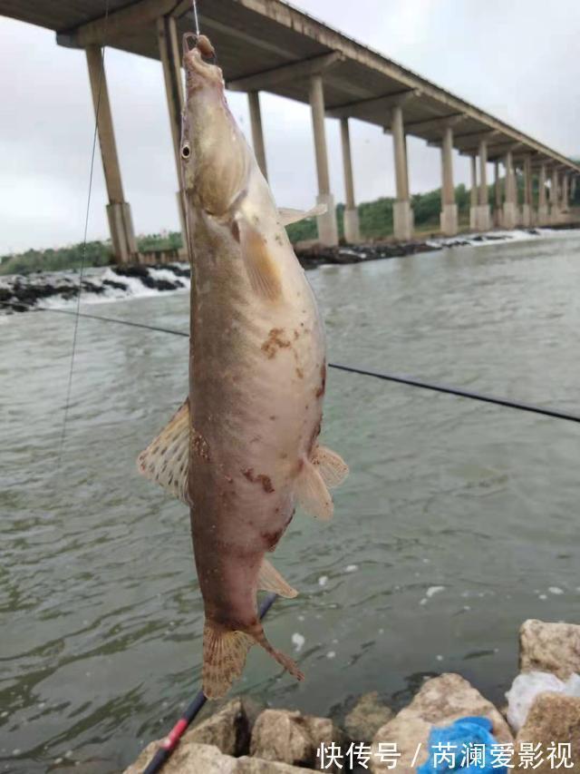 长江君|淮河还有这种鱼?信阳钓友钓起一条奇鱼,称:几十年来第一次见
