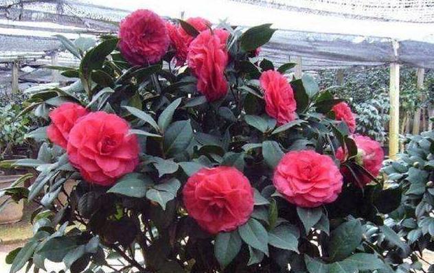 茶花花期做好“三点”，花苞再也不会“打不开”