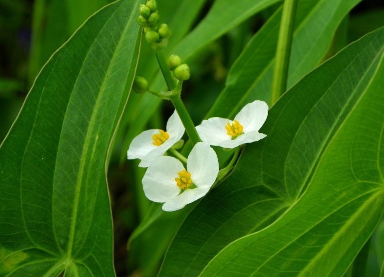 野韭|路边较为常见的植物,在中医里面可是治病的一把手,有几把刷子!