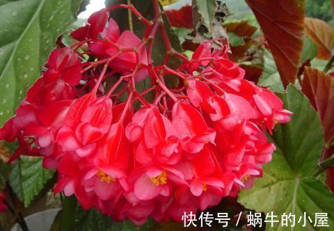 花朵|农历7月13日开始，养花养个耐看的，阳台栽上几盆，漂亮大气