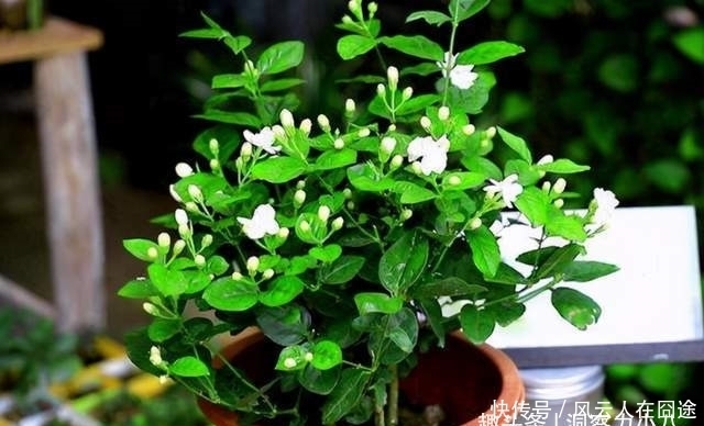 被称为有“医心”的3种花,“养人”又养气,老中医们也爱养