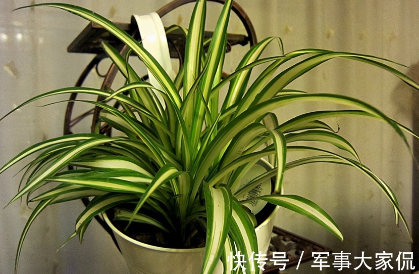 亮点|家庭养吊兰，照顾到此3点，普通绿植秒变家居“亮点”