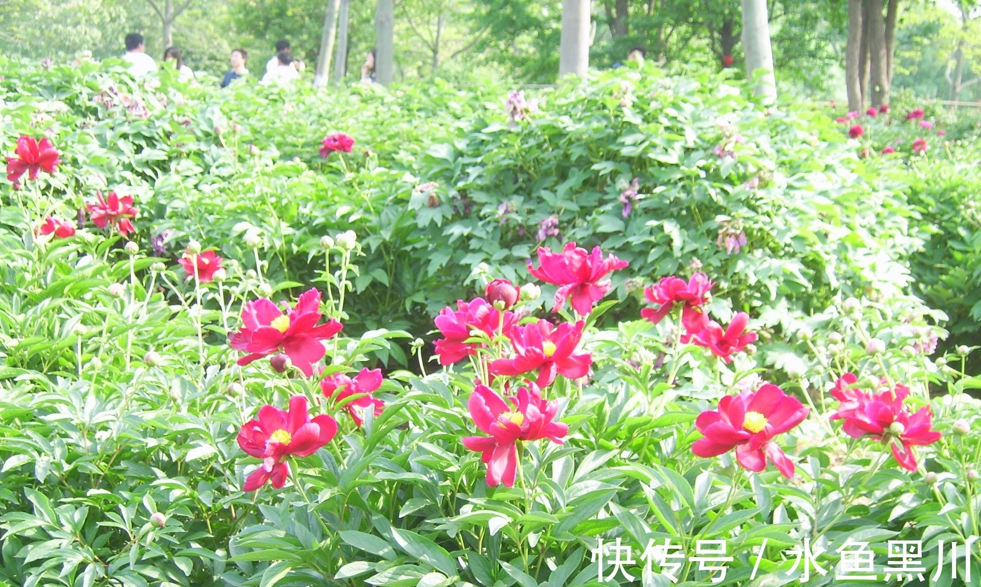 形式主义|不要小瞧诗的题目，其实里面大有学问