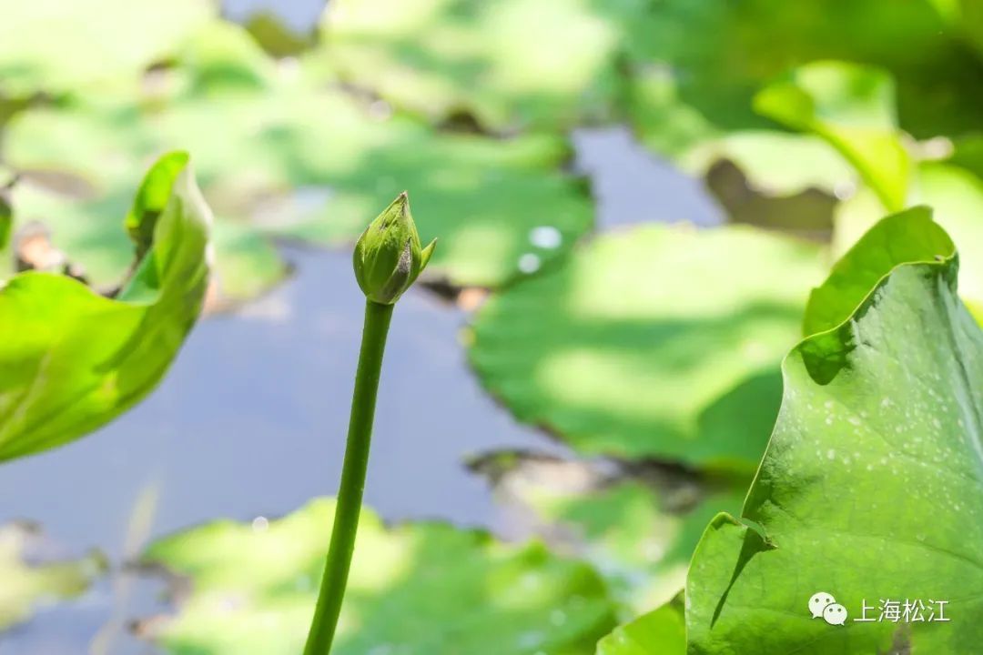 小松|今夏第一朵！芙蓉出水