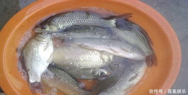 效果|商品饵加上这些东西做鱼饵,钓鱼效果翻一番,拿走配方试试吧