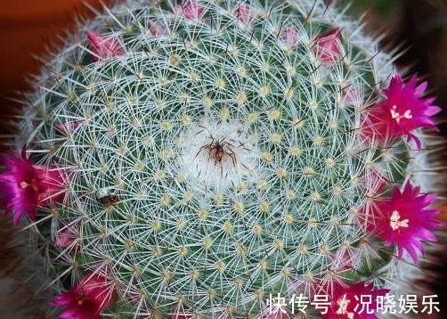 多肉玉翁怎么养教你3个盆栽小妙招,养出最绚烂多姿的玉翁