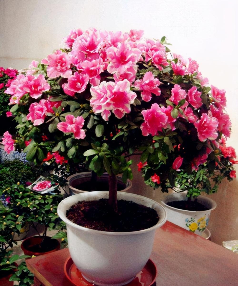 吉利|10种“旺运花”开花红艳艳,现在养一盆,春节刚好开,红火显富贵