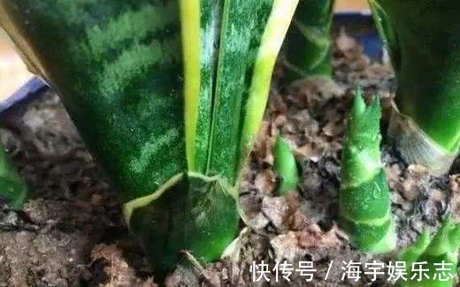 打开虎皮兰这个神秘机关，疯狂冒芽摁不住，简直把盆撑炸！