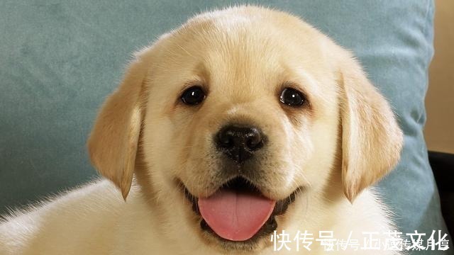 乌江自刎@十句被误传了千年的俗语,历史老师都经常念错,知道一句就算你牛