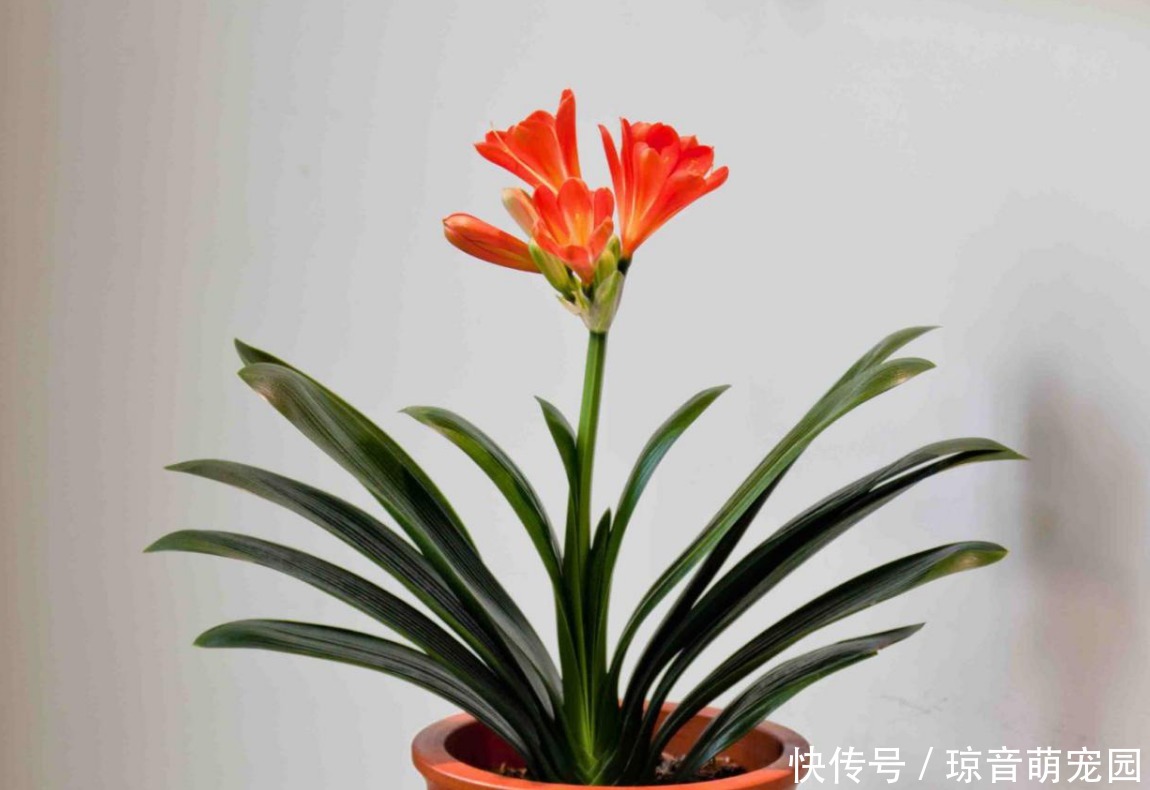 蒸发量|家里有君子兰,学会一招,枝芽蹭蹭涨,叶片绿油油