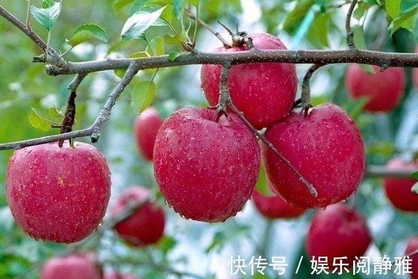 水果|果农从不碰的4种水果,早被拉进“黑名单”,却还有人吃到停不下