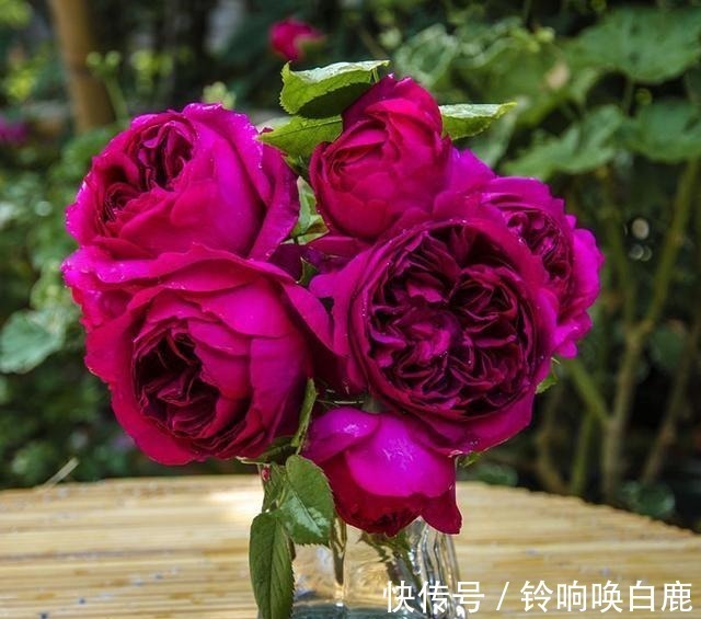 20款耐阴月季推荐,光线不充足也可以养好月季啦,花友鼎力推荐哟!