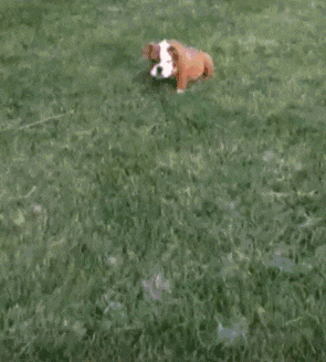 |搞笑GIF:妹子 你们成功欺骗了我的眼睛