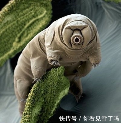 水熊虫:地球上的不死生物