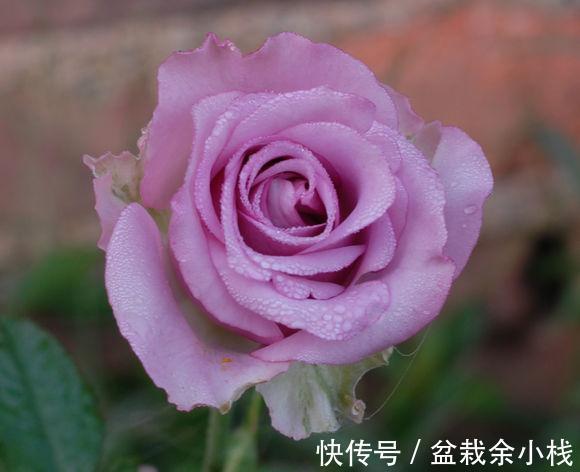 养花试试这几款,摆在室内,整个家里都飘满了香气
