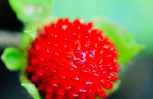 女性中年养生，建议吃的食物，补充营养，消除色斑，肌肤白里透红