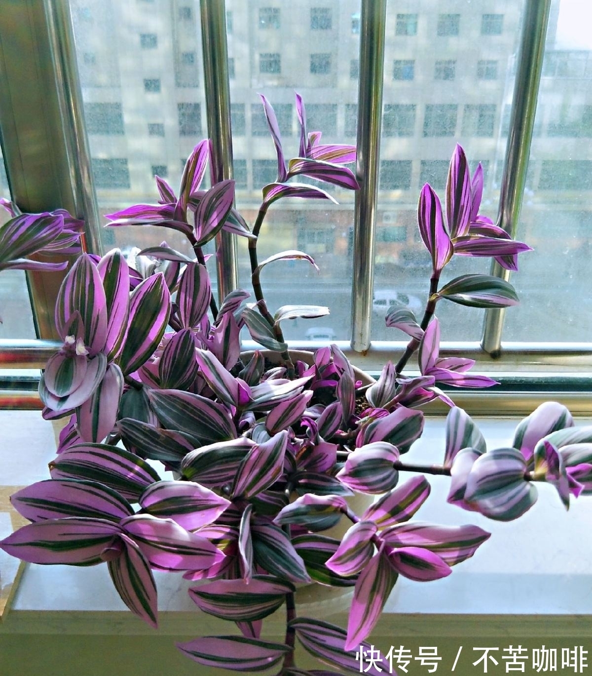 4种“省钱植物”,实在太贴心,掐个枝条插土里就能活