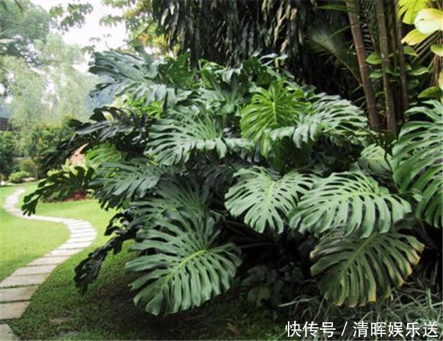 观赏价值|“嗜水如命”的5种花,全靠水续命,停水就枯萎!新手尤其要注意