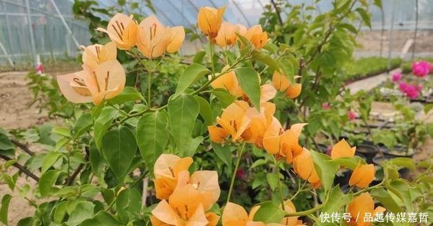 以自己去|野外捡点“这种土”,栀子花茉莉花最喜欢,透气有营养,省钱好用