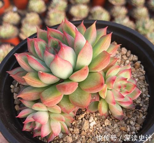 此款易爆盆多肉,长出状态美得不像话,适合新手!