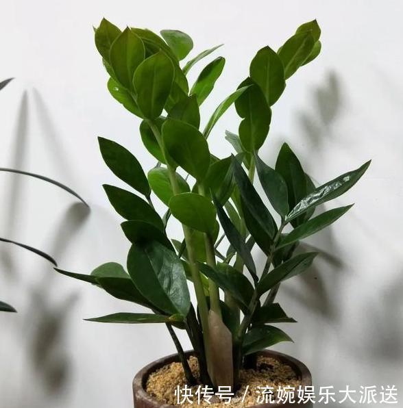 家里盆栽4种懒人植物，不积水、不缺水，就不用再看''脸色''